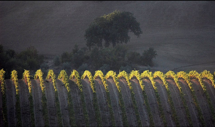 Montepulciano, Vigneto