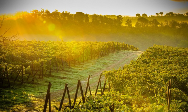 Montepulciano, vigneti