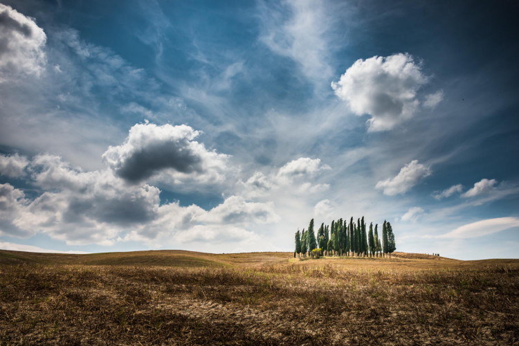 Val d'Orcia, cipressi