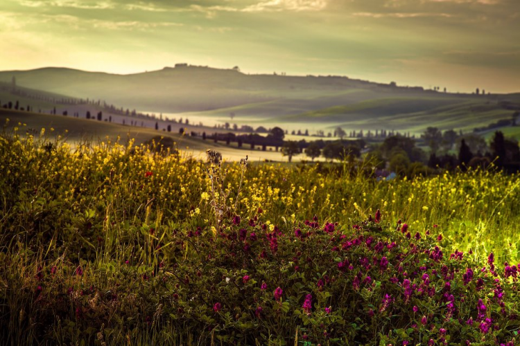 Val' d'Orcia, fioriture